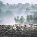 't Haasnestje Harderwijk