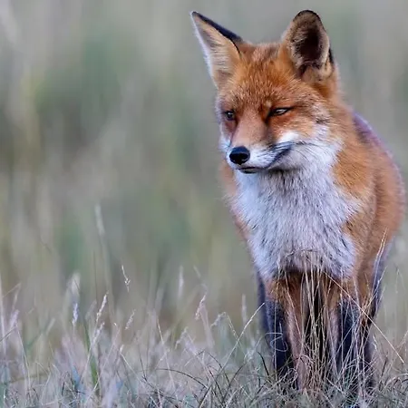 シャレー 't Haasnestje *