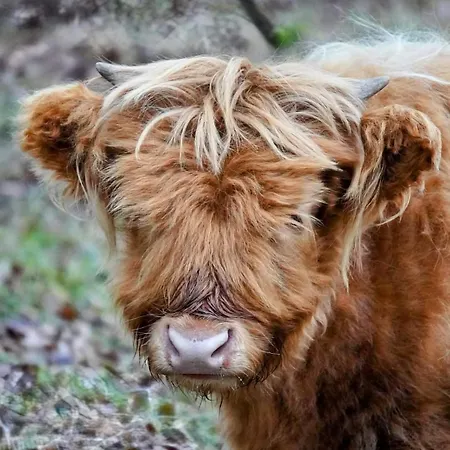 't Haasnestje シャレー ハルデルウェイク