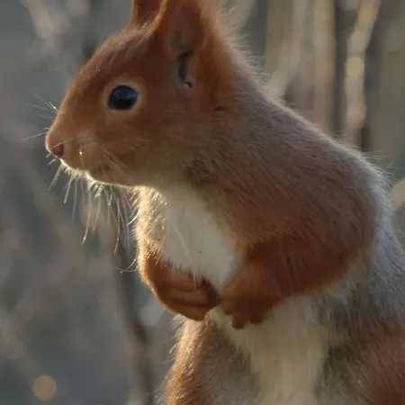 't Haasnestje シャレー *