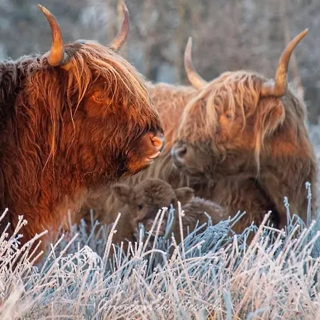 シャレー 't Haasnestje *