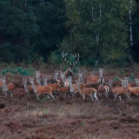 シャレー 't Haasnestje *