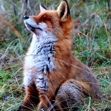 Chalet 't Haasnestje Harderwijk