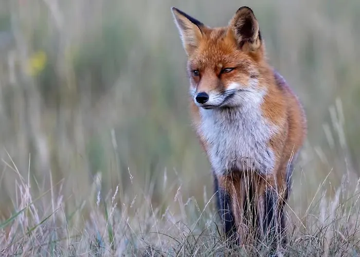 Chalet 't Haasnestje *