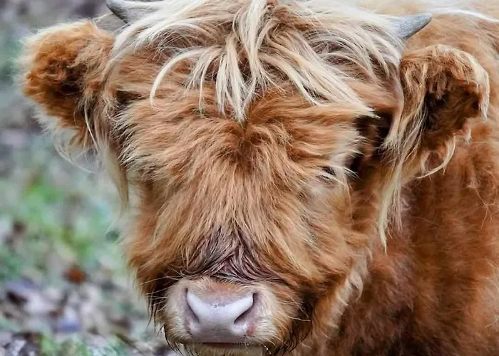 't Haasnestje Chalet Harderwijk