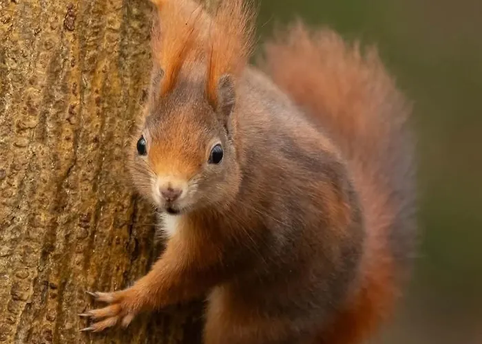 Chalet 't Haasnestje