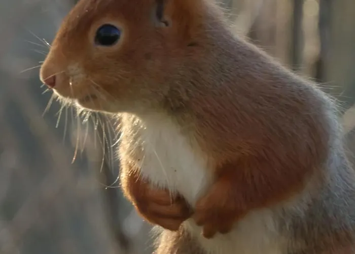 't Haasnestje Chalet *