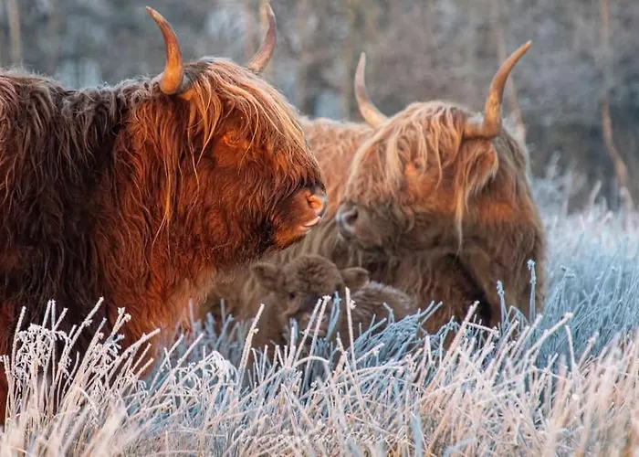 Chalet 't Haasnestje *