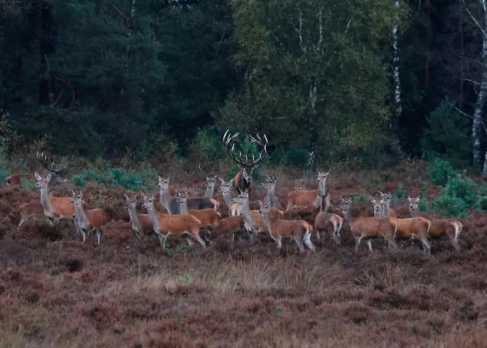 Chalet 't Haasnestje *
