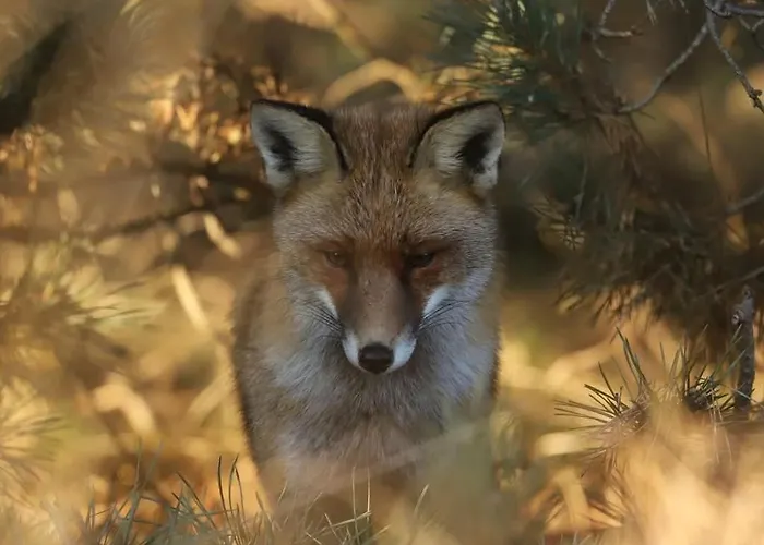 Chalet 't Haasnestje Harderwijk