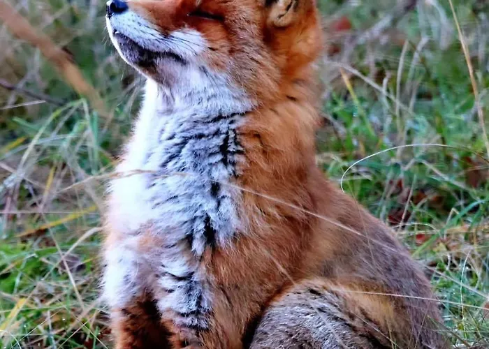 Chalet 't Haasnestje Harderwijk