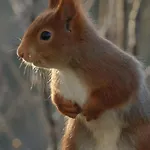 't Haasnestje Domek alpejski *